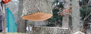 Best Tree Mulching  in Bastrop, TX